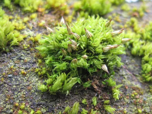 Moss - Jude Shorter