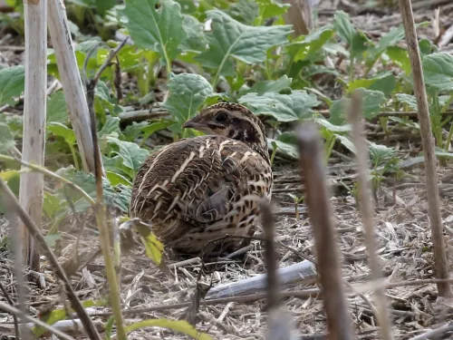Common quail