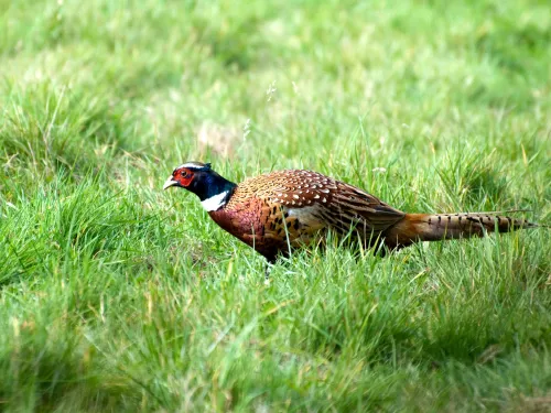 Pheasant skuttling through grassland with its head low to the ground