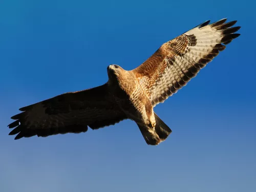 Buzzard soaring through the sky