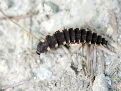Glow worm larva