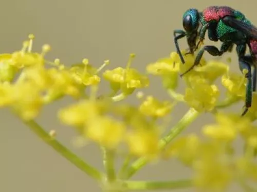 Jewel wasp on a yellow flower