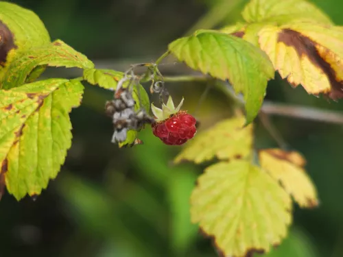 A wild raspberry bush.