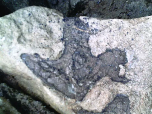 Tridactyl dinosaur footprint from Folkestone (Philip Hadland)