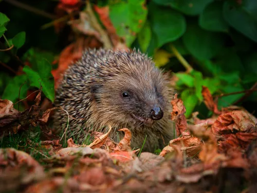 hedgehog at night in the leaf litter