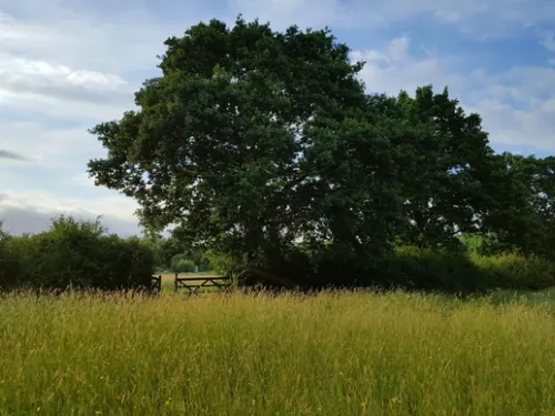 Marden Meadows field with trees and a gate in the background