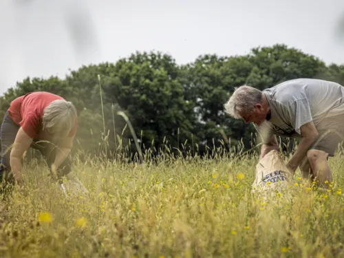 Marden wildlife group collecting seeds in the wildflower meadow