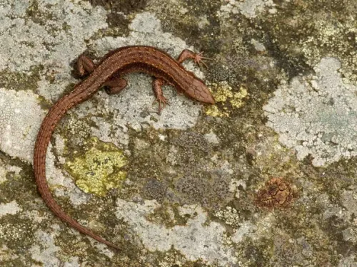 viviparous lizard camouflaged on a stone background