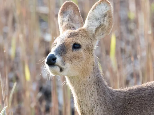 A Chinese water deer.