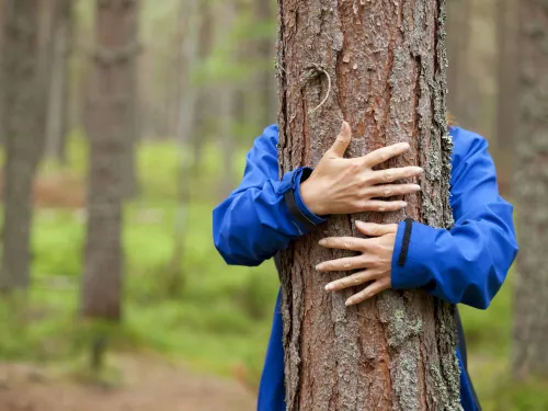 A person's arms wrapped around a tree trunk.