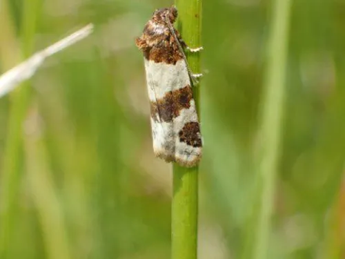 Tiree Twist moth rediscovery Lydden June 2025