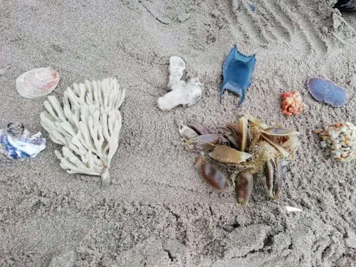 Strandline