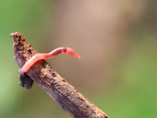 earth worm