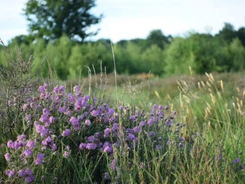 cross leaved heath Hothfield Heathlands