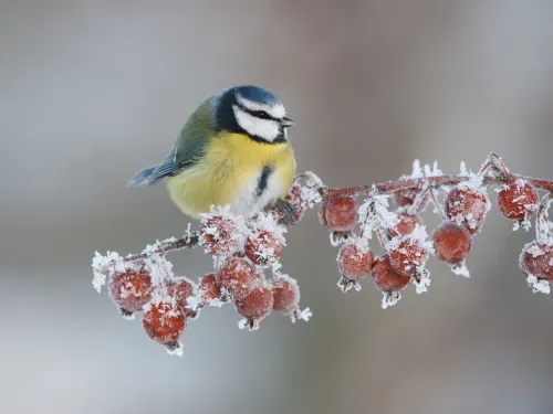 A blue tit sat on a branch of frosted winter berries.