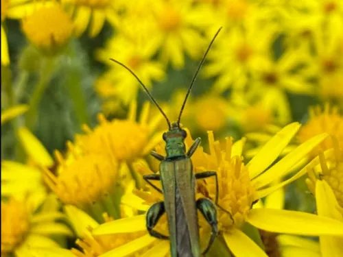 Ragwort with a Thick Knee Beetle sitting on top