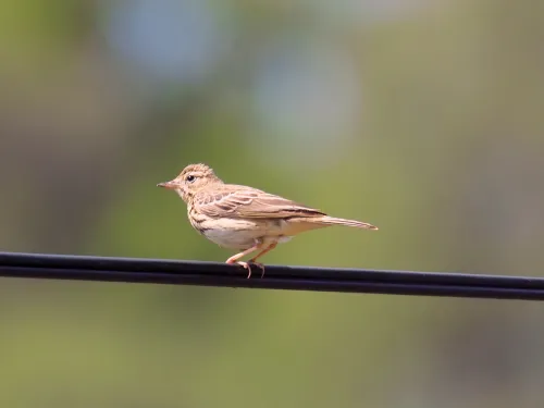 Tree Pipit resting