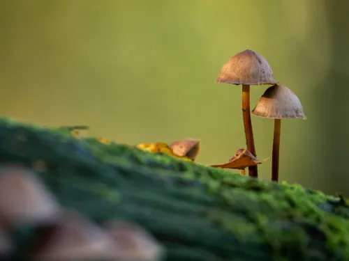 mushrooms on wood trunk