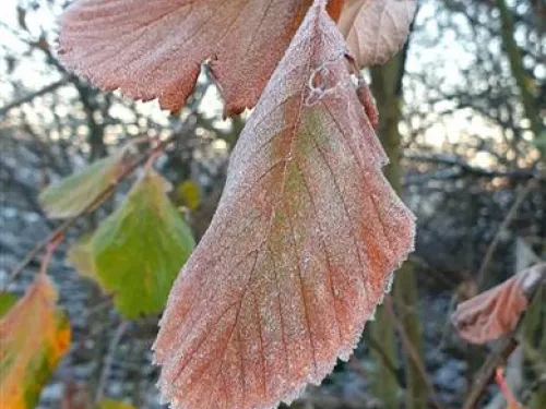 Frosty leaves 