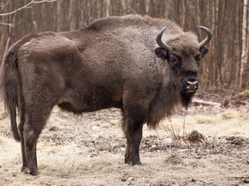 Matriarch in peak condition 