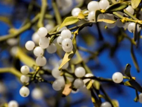 Mistletoe