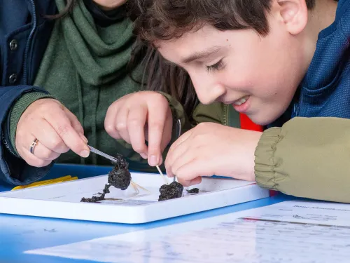 A child and an adult using tweezers to dissect an owl pellet