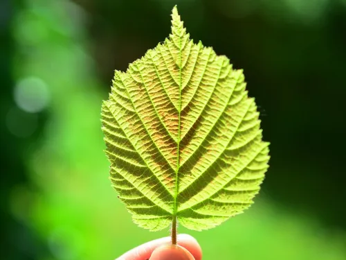 hazel leaf