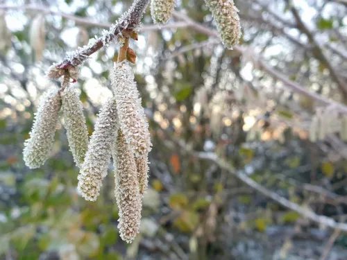 frozen catkin