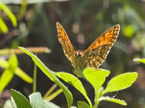 heath fritillary