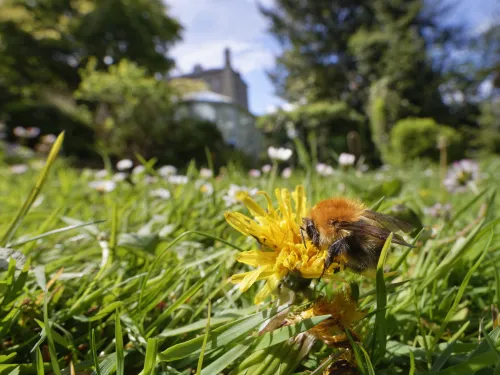 A carder bee on a dandelion, with trees and a house in the background.