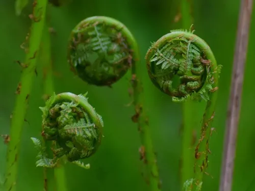 fern uncurling