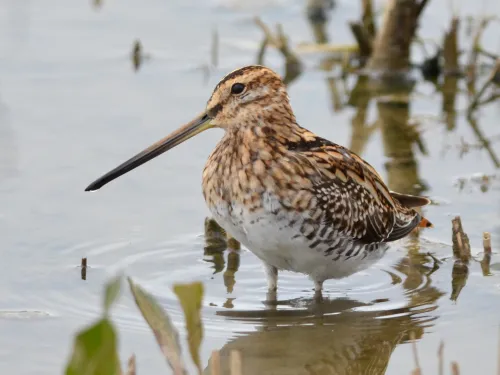A snipe wading in shallow water