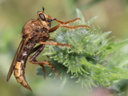Hornet Robberfly