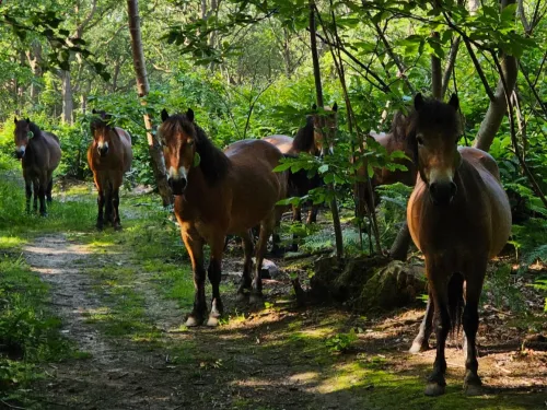 Five Exmoor ponies look at the camera whilst standing in the woods on a summers day.