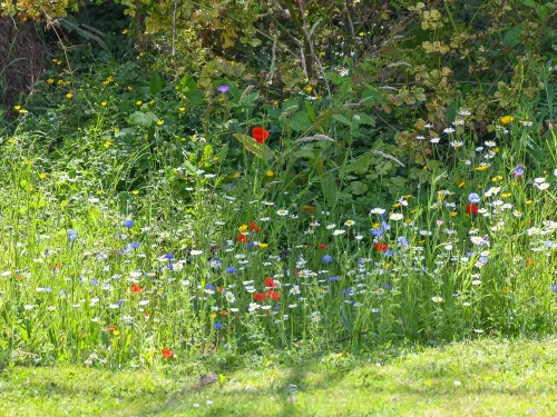 Riverside wildflowers