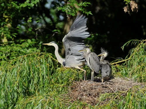 An adult grey heron about to fly from a nest with two chicks