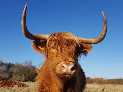 Highland cow 