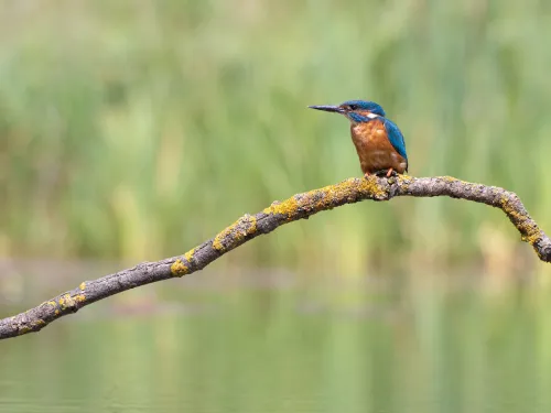 A kingfisher perched on a branch