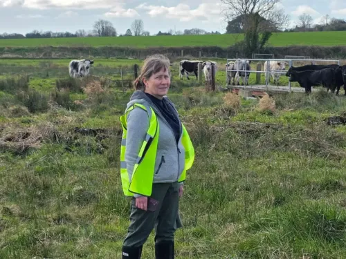 A woman in a high-vis checking on cows at Ham Fen nature reserve.