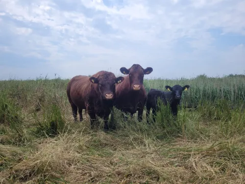 Two cows and a calf grazing at Oare Marshes