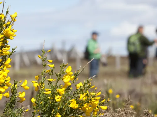 Flowering gorse in the foreground with people behind.