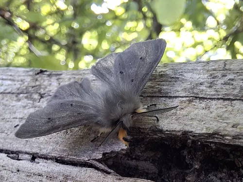 A muslin moth on a branch