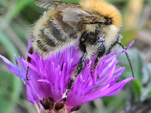 Female Brown Banded Carder Bee