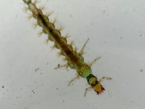 Caseless Caddisly Larvae