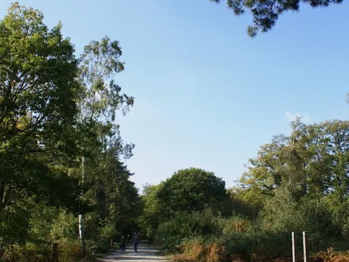  Wide Path through Woodlands