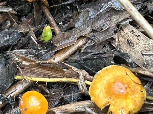 Pluckley Fungi