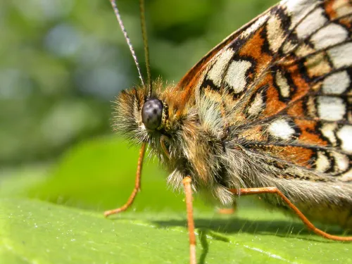 Heath fritillary