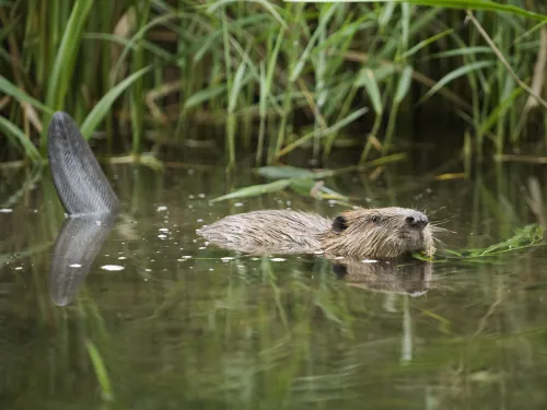 Beaver 