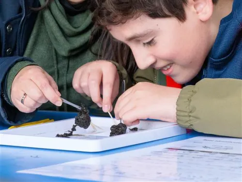 A child and adult dissecting owl pellets