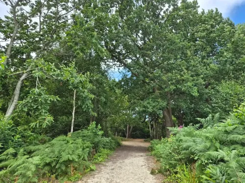 A path leading through Oaken Wood.